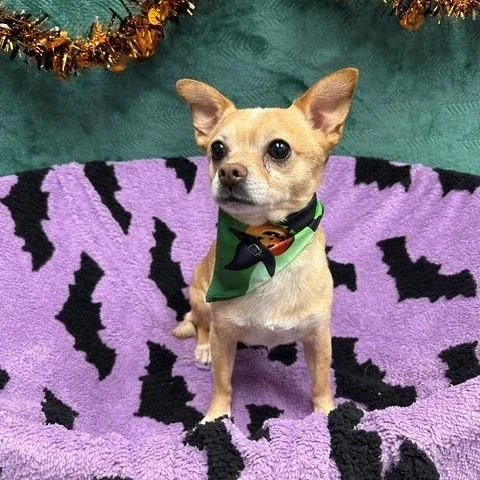 A senior small-sized male Yellow / Tan / Blond / Fawn Chihuahua dog named Peanut for adoption in Henderson, NV