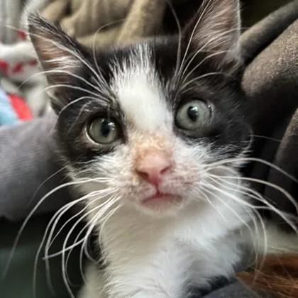 A baby medium-sized male Black & White / Tuxedo Domestic Short Hair cat named Mixing Glass for adoption in Phoenixville, PA