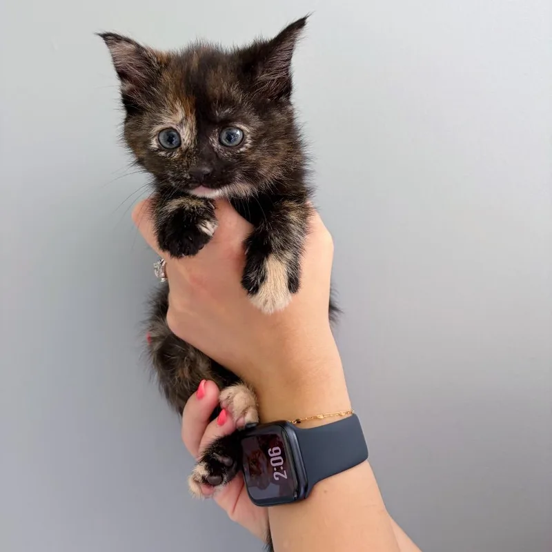 A baby medium-sized female Tortoiseshell Domestic Short Hair cat named Fluttershy for adoption in Bethel, OH