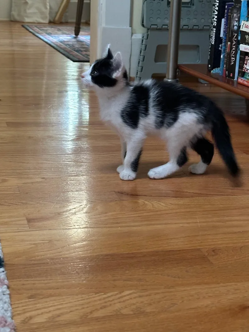 A baby medium-sized male Black & White / Tuxedo Turkish Angora cat named Rigby for adoption in Louisville, KY