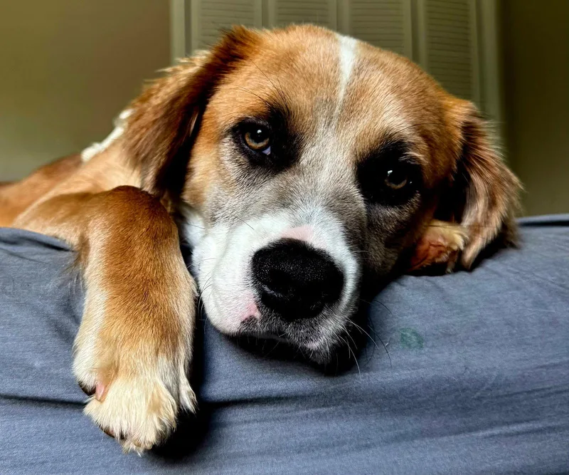 A young medium-sized male Australian Shepherd dog named Puppy Milo for adoption in Franklin, TN