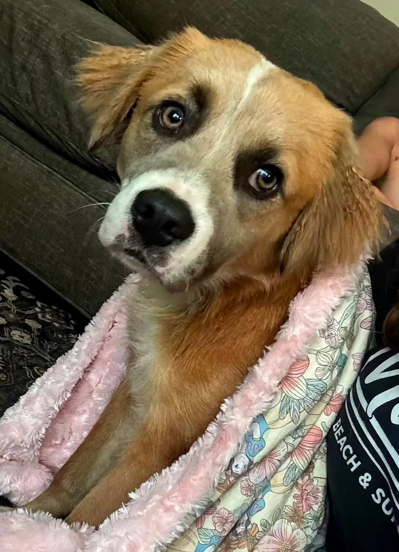 Puppy Milo thumbnail 2