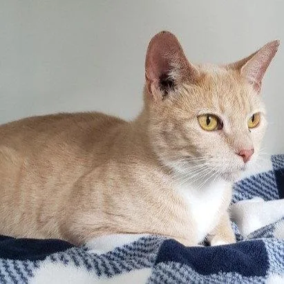 A young large-sized female Buff / Tan / Fawn Domestic Short Hair cat named Demeter for adoption in Oakland, CA