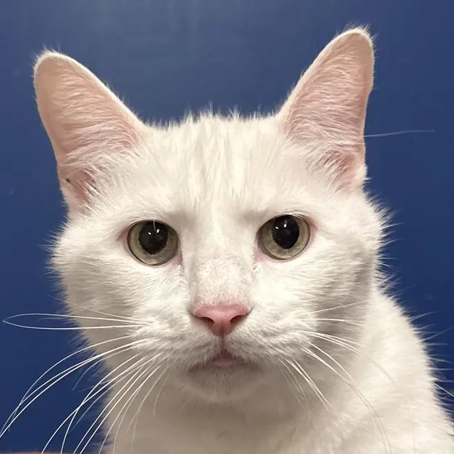 A senior medium-sized male White Domestic Short Hair cat named BamBam for adoption in Columbus, IN