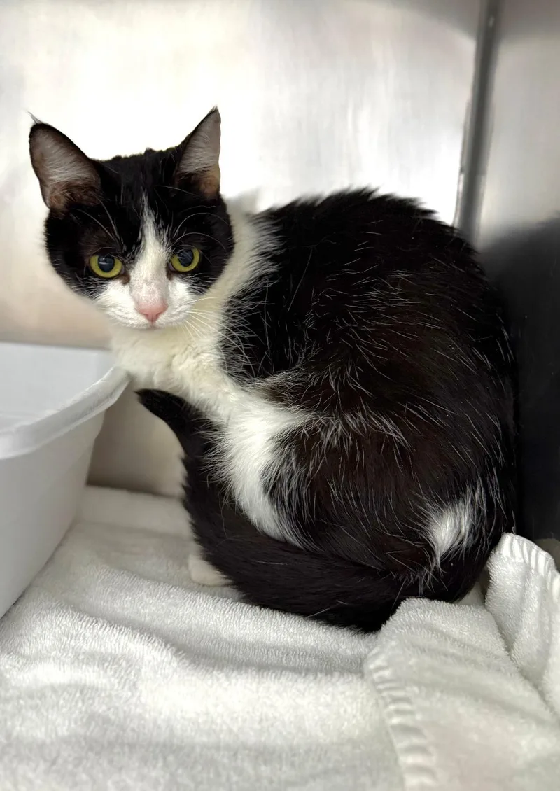 An adult large-sized female Black & White / Tuxedo Domestic Short Hair cat named GiGi for adoption in Mount Vernon, OH