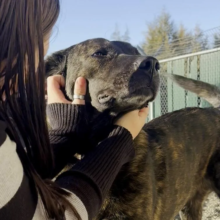 An adult large-sized female Brown / Chocolate Plott Hound dog named Barbara for adoption in Pullman, WA