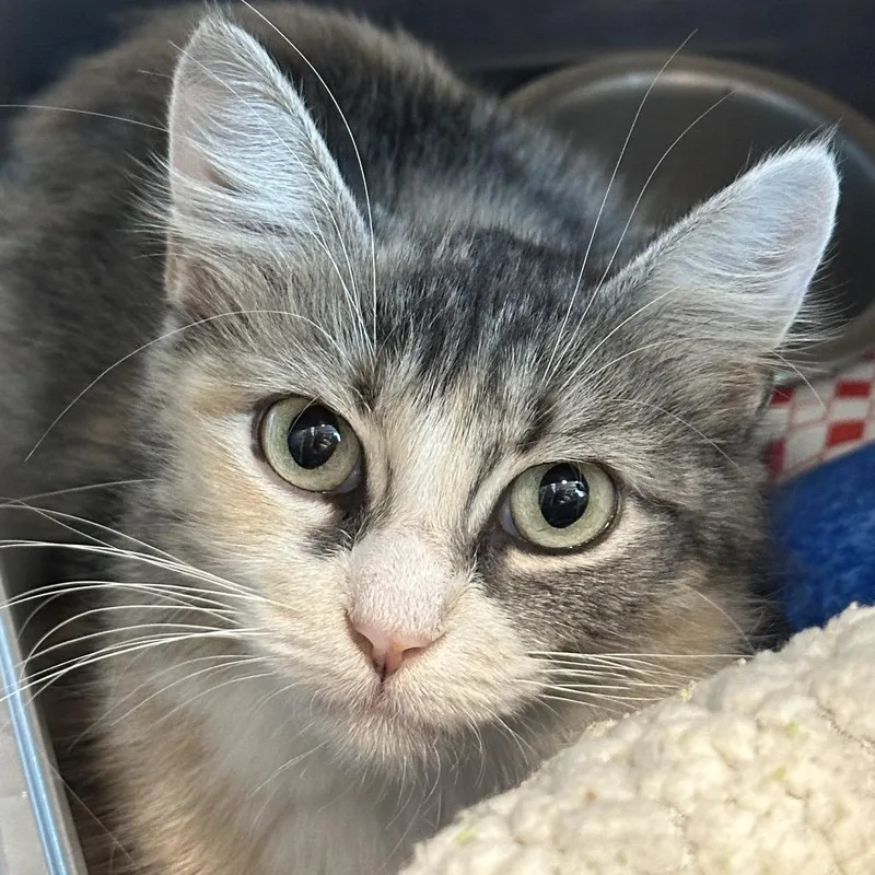 An adult medium-sized female Calico Domestic Medium Hair cat named Emerald for adoption in Matteson, IL