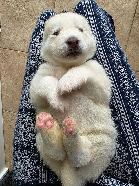 A baby medium-sized female White / Cream Husky dog named Polly for adoption in Studio City, CA