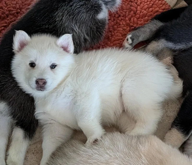 Polly thumbnail 2