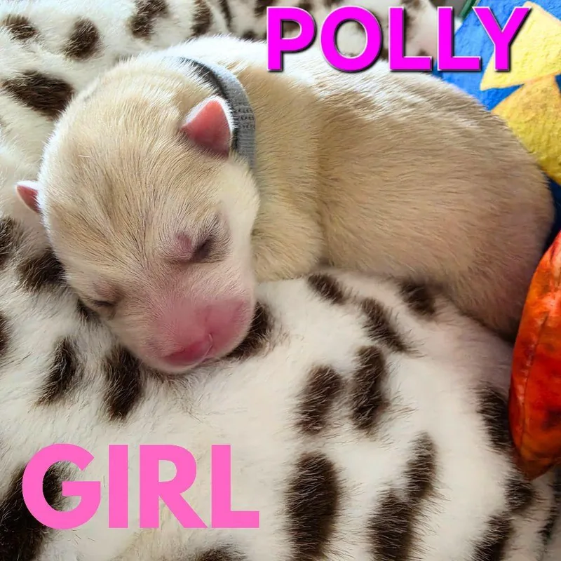 Polly thumbnail 5