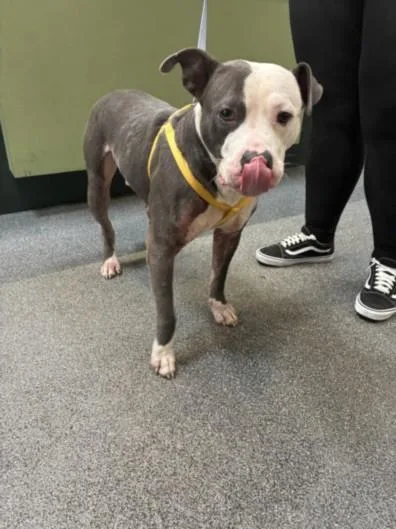 An adult large-sized male Pit Bull Terrier dog named Chico for adoption in Los Angeles, CA