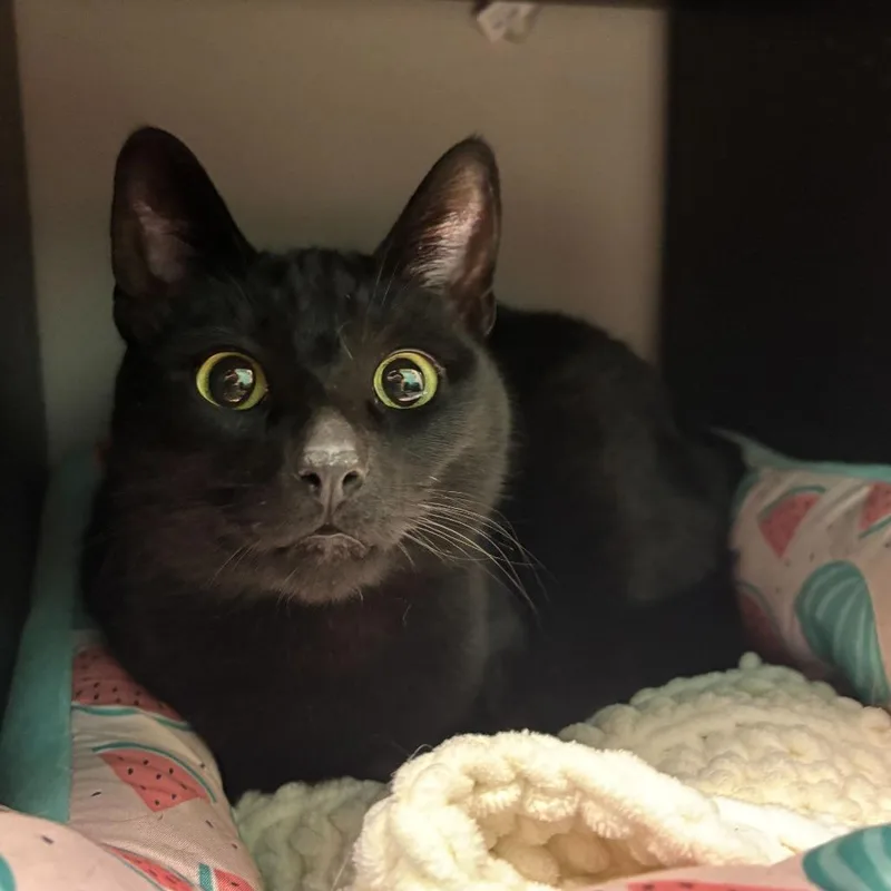A young medium-sized female Black Domestic Short Hair cat named Inky for adoption in Wilmington, DE