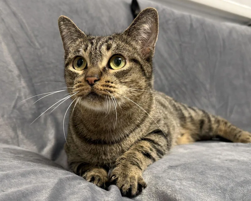 Madeline thumbnail 2