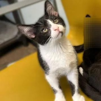 A baby small-sized female Black Domestic Short Hair cat named Wake Up for adoption in Davenport, IA