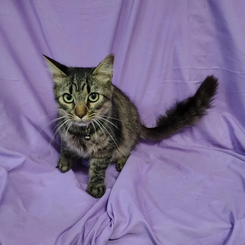 A young medium-sized male Black Domestic Medium Hair cat named Bubba Gump for adoption in Coos Bay, OR