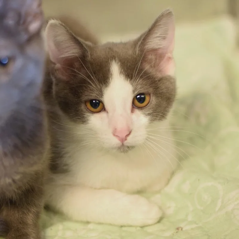 A baby small-sized male Gray / Blue / Silver Domestic Short Hair cat named Iron Fist for adoption in Belleville, IL