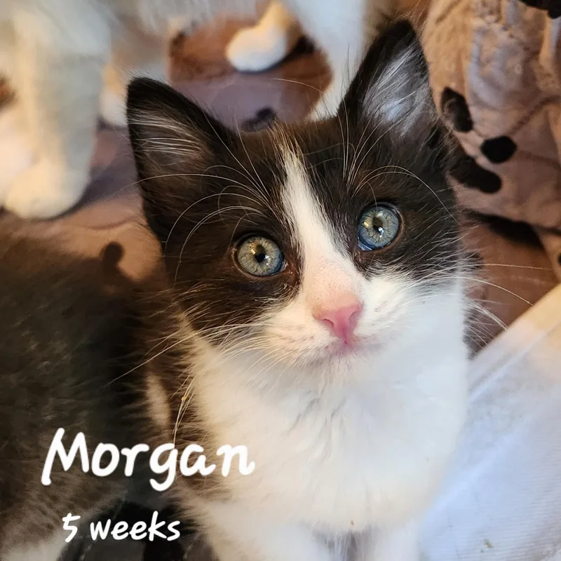 Morgan