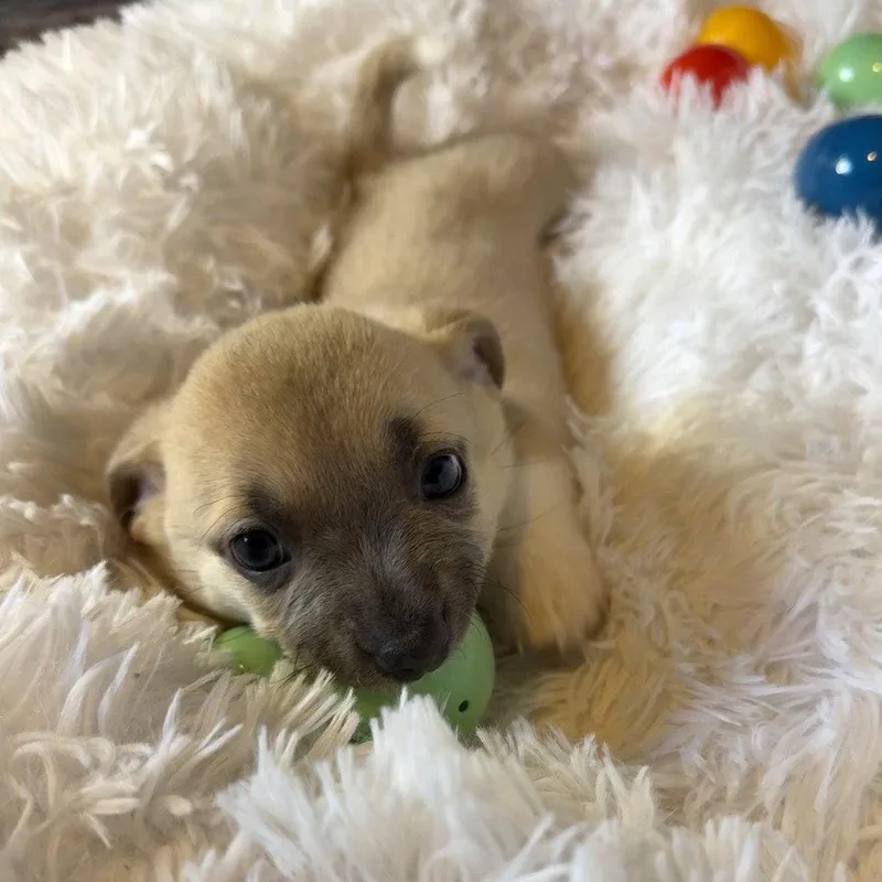 A baby small-sized male Terrier dog named Hoppity for adoption in Chico, CA