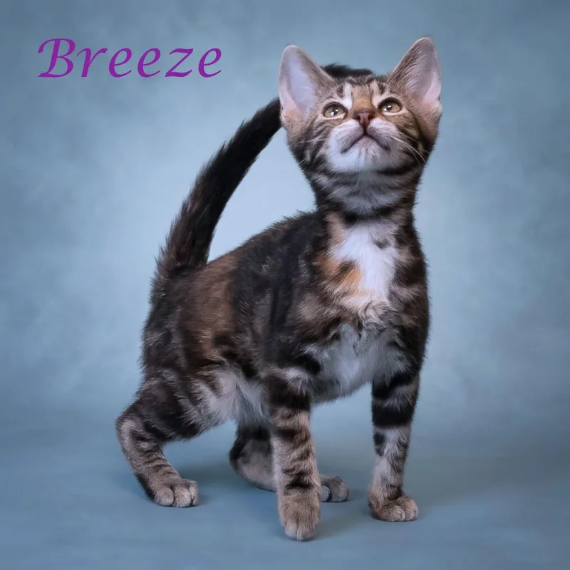 Breeze C thumbnail 2