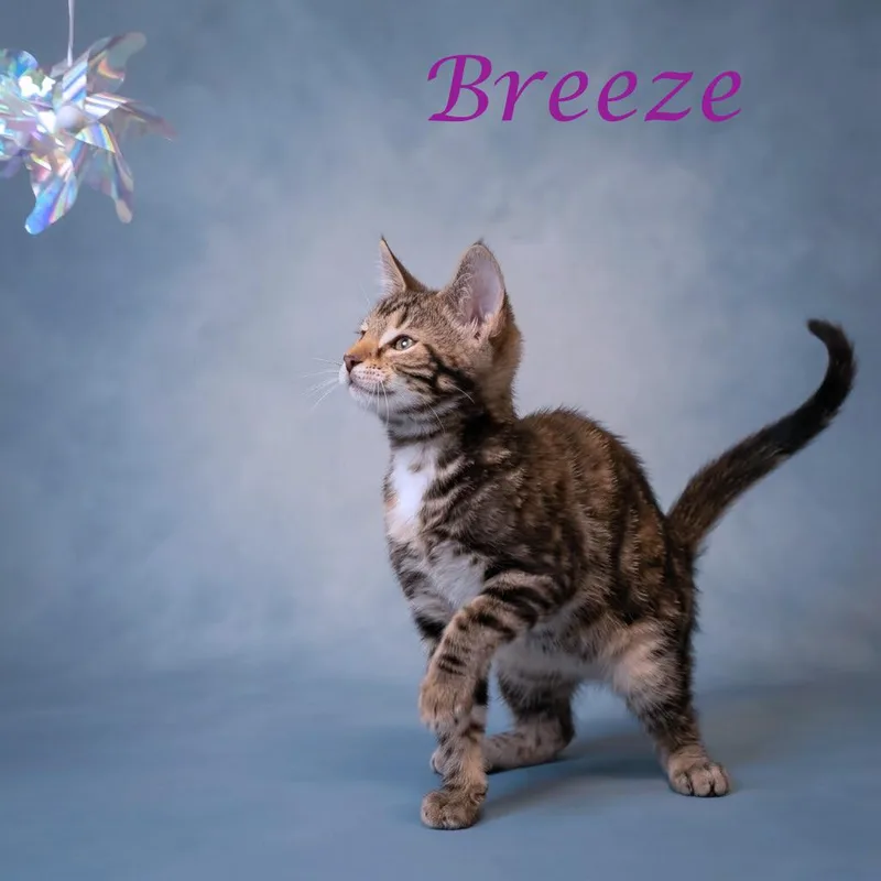 Breeze C thumbnail 3
