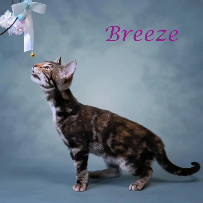 Breeze C thumbnail 4