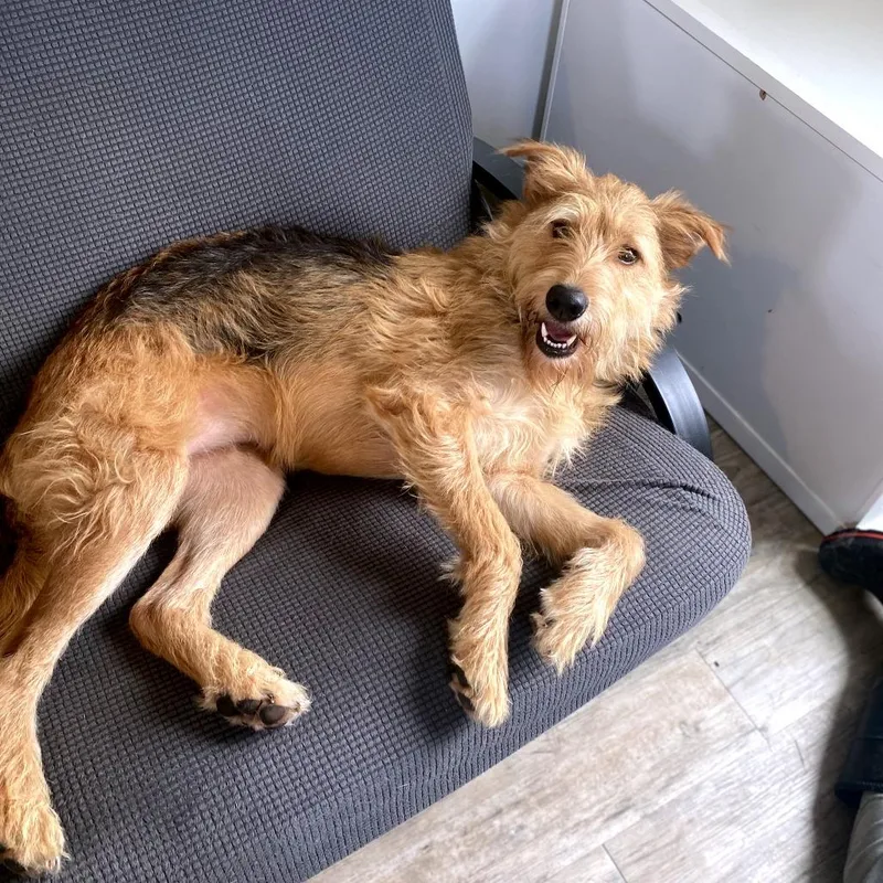 An adult large-sized female Black Airedale Terrier dog named Athena for adoption in Green Bay, WI