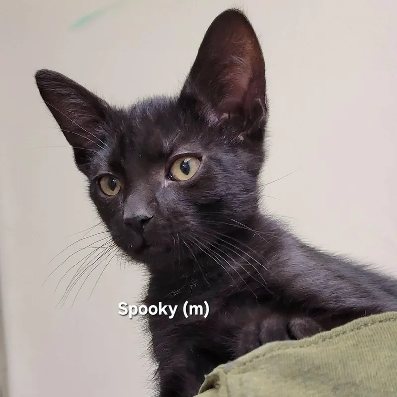A baby medium-sized male Black Domestic Short Hair cat named Spooky for adoption in Mazon, IL