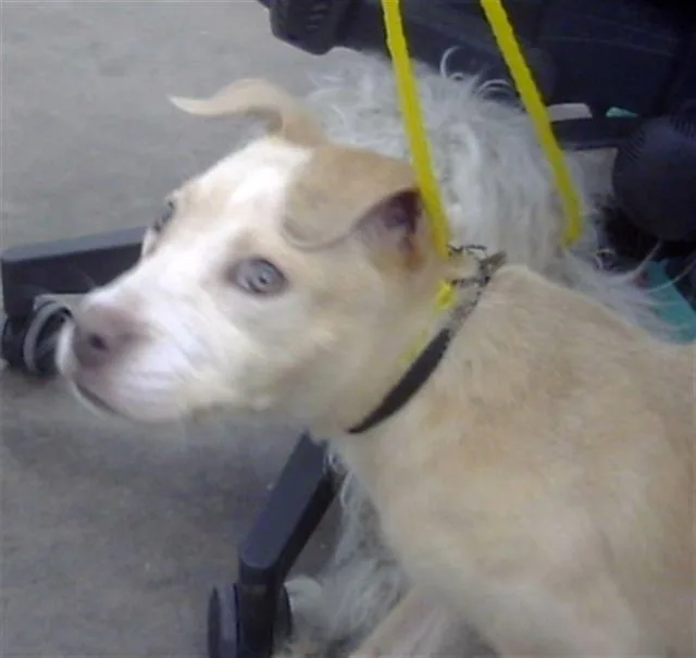 A young medium-sized female Mixed Breed dog named Sandy for adoption in Dallas, TX