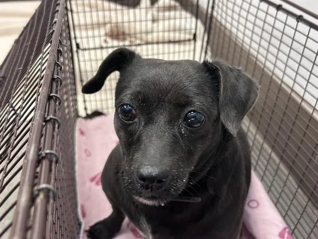 Rosie
