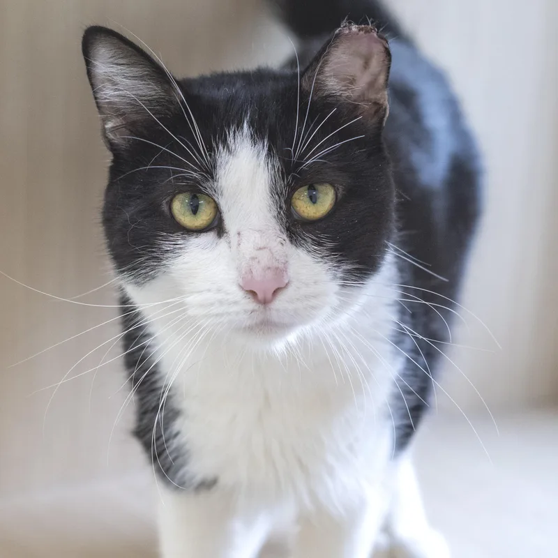 An adult medium-sized male Black & White / Tuxedo Domestic Short Hair cat named Cipher for adoption in Pontiac, MI