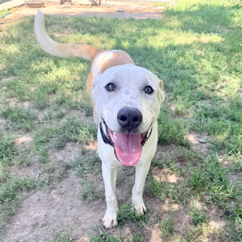 A young medium-sized male Golden Mixed Breed dog named Bolt for adoption in Albany, MO