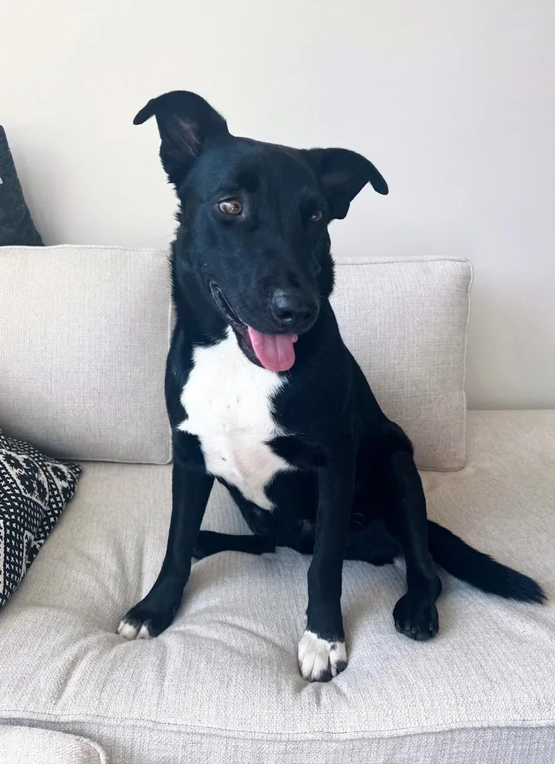 A young medium-sized male Black Labrador Retriever dog named Dylan for adoption in santa monica, CA