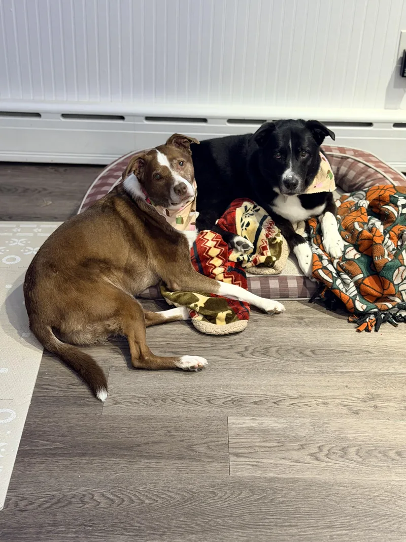 A senior medium-sized female Brown / Chocolate Border Collie dog named Penny for adoption in Wayne, NJ