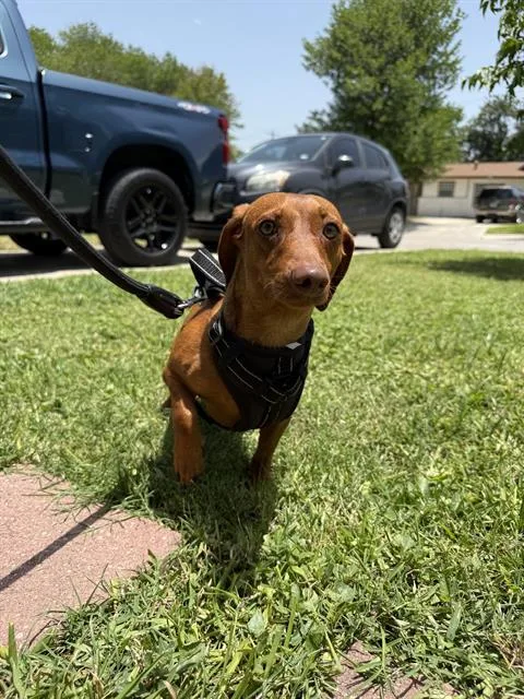 An adult small-sized male Dachshund dog named Rex for adoption in San Antonio, TX