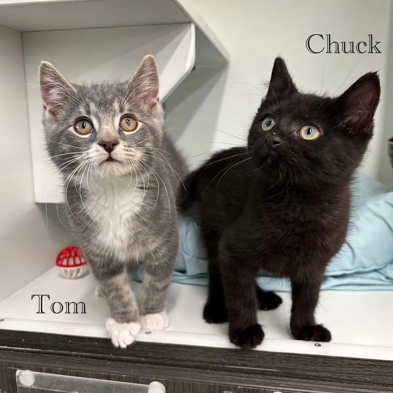 A baby medium-sized male Domestic Short Hair cat named Tom for adoption in Spring Lake, NJ