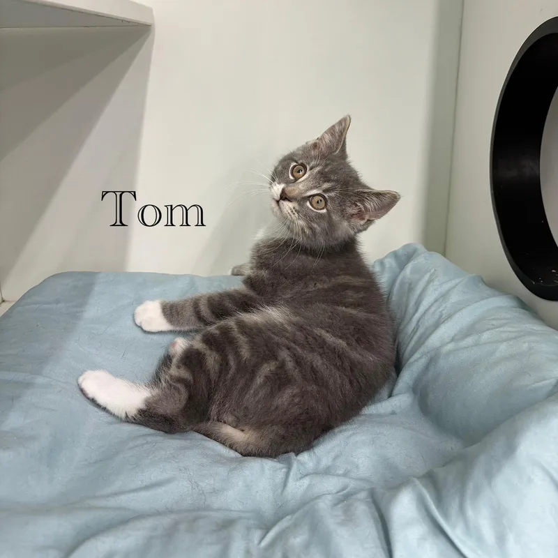 Tom thumbnail 2