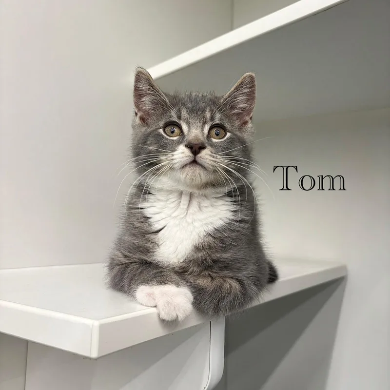 Tom thumbnail 3