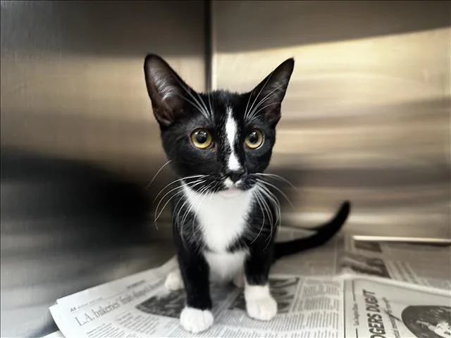 A young large-sized female Domestic Short Hair cat named Jimbolina for adoption in Los Angeles, CA
