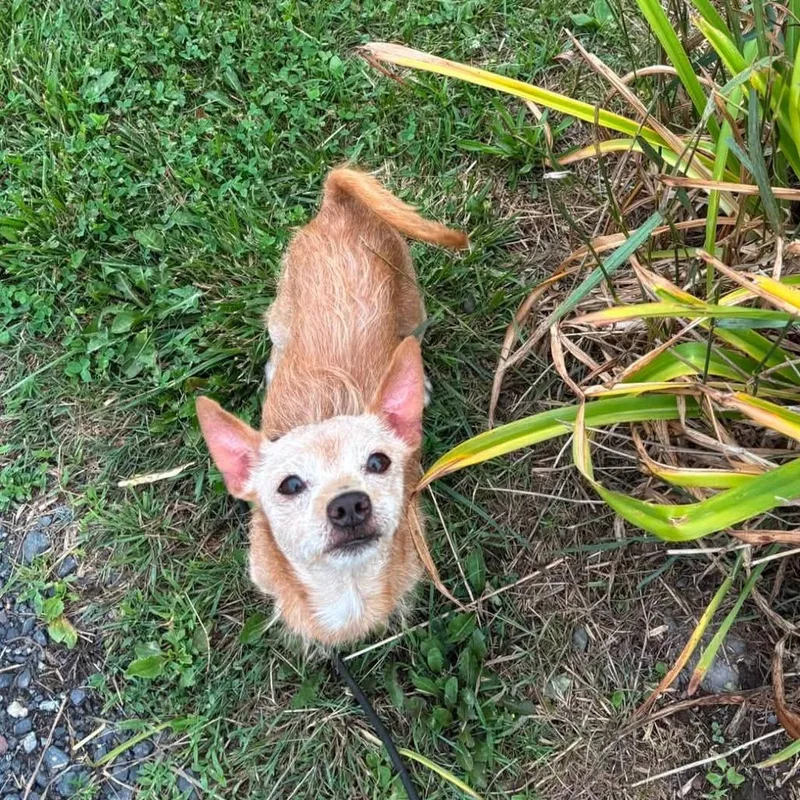 A senior small-sized male Yellow / Tan / Blond / Fawn Chihuahua dog named Little Kobe for adoption in Quakertown, PA
