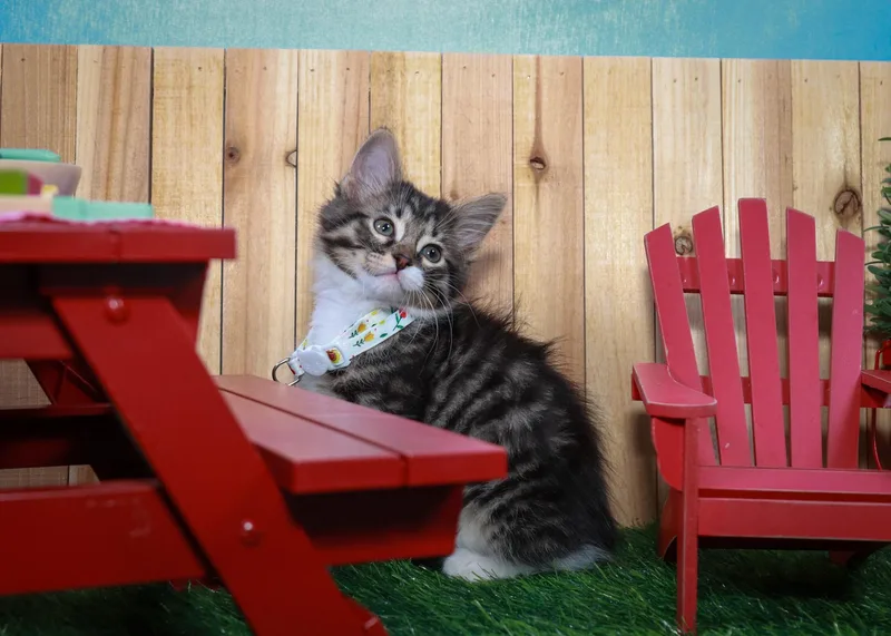 A baby medium-sized female Tabby (Brown / Chocolate) Tabby cat named Claudette for adoption in Parker, TX