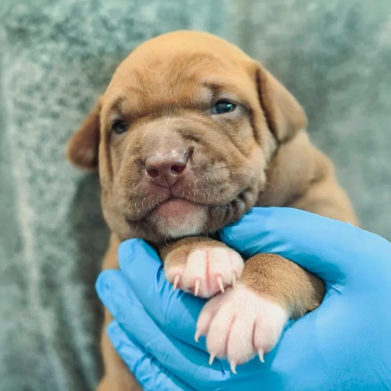 A baby small-sized female Hound dog named Krona for adoption in Chapel Hill, NC