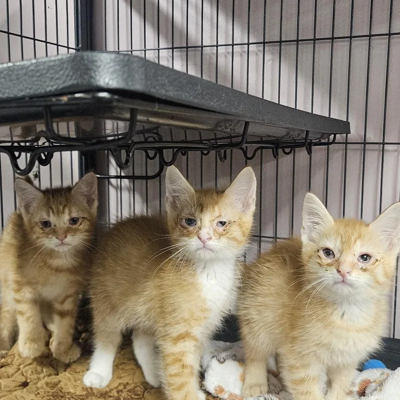 A baby small-sized female Domestic Short Hair cat named Endless Shrimp for adoption in Binghamton, NY
