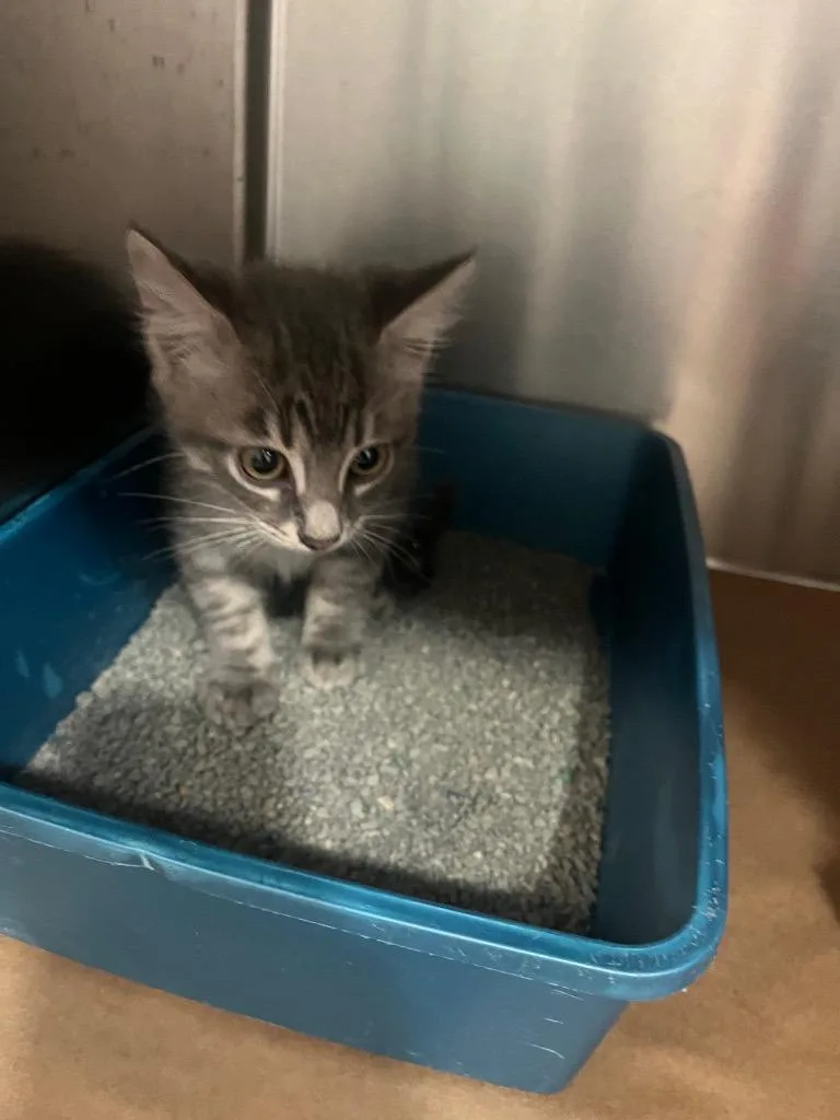 A baby large-sized male Domestic Short Hair cat named Nemo for adoption in Cartersville , GA