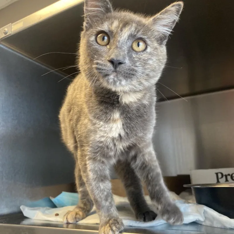 A young medium-sized female Torbie Domestic Short Hair cat named Pealrette for adoption in Westminster, CA
