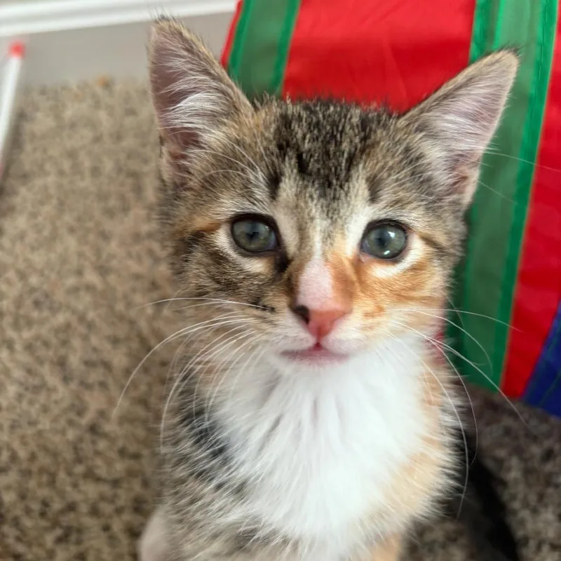 A baby small-sized female Brown / Chocolate Domestic Short Hair cat named Missie for adoption in Reisterstown, MD