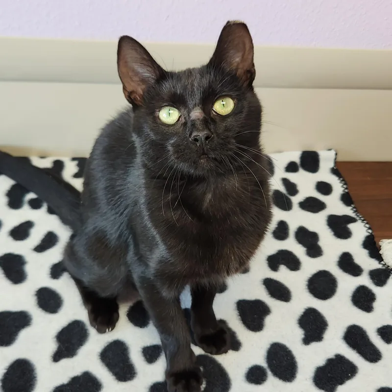 A young small-sized female Black Domestic Short Hair cat named Brenda for adoption in Marshfield, WI