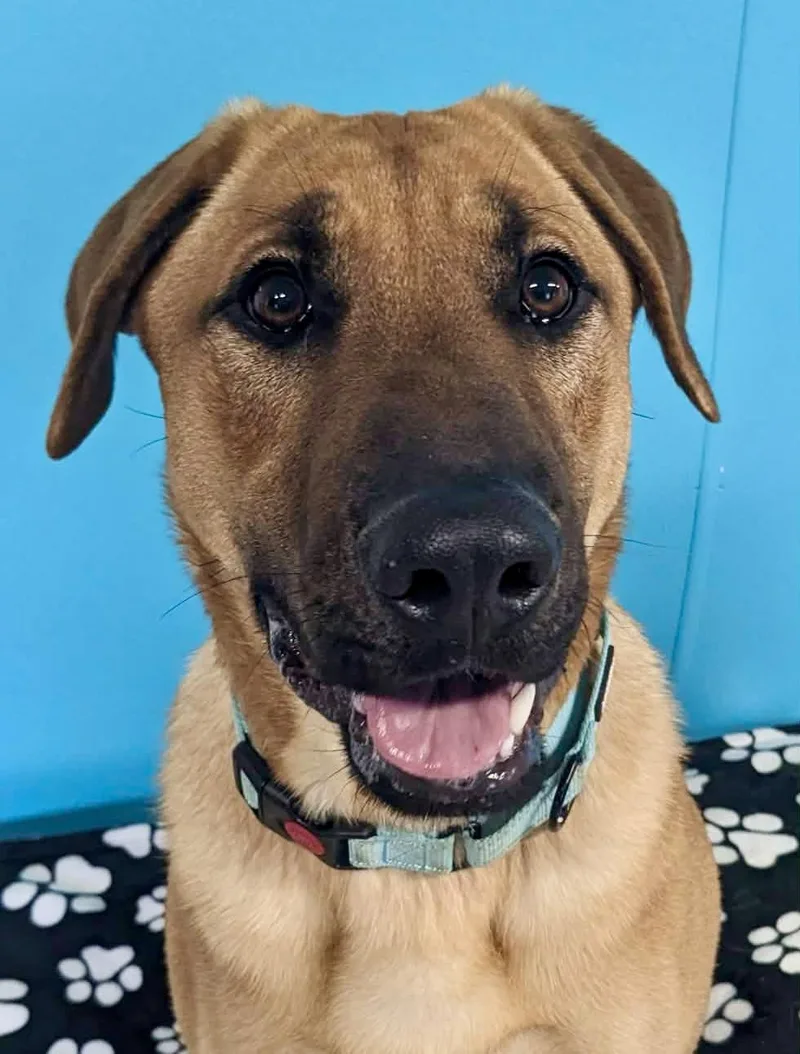 A young large-sized male Yellow / Tan / Blond / Fawn Labrador Retriever dog named Archer for adoption in South Portland, ME