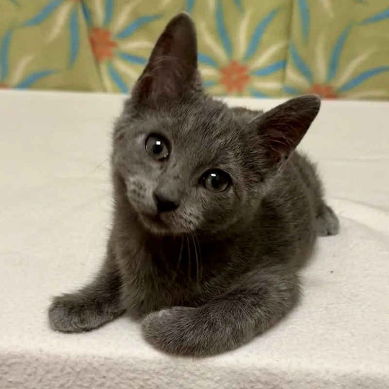 A baby medium-sized female Gray / Blue / Silver Domestic Short Hair cat named Marsha for adoption in Libertyville, IL