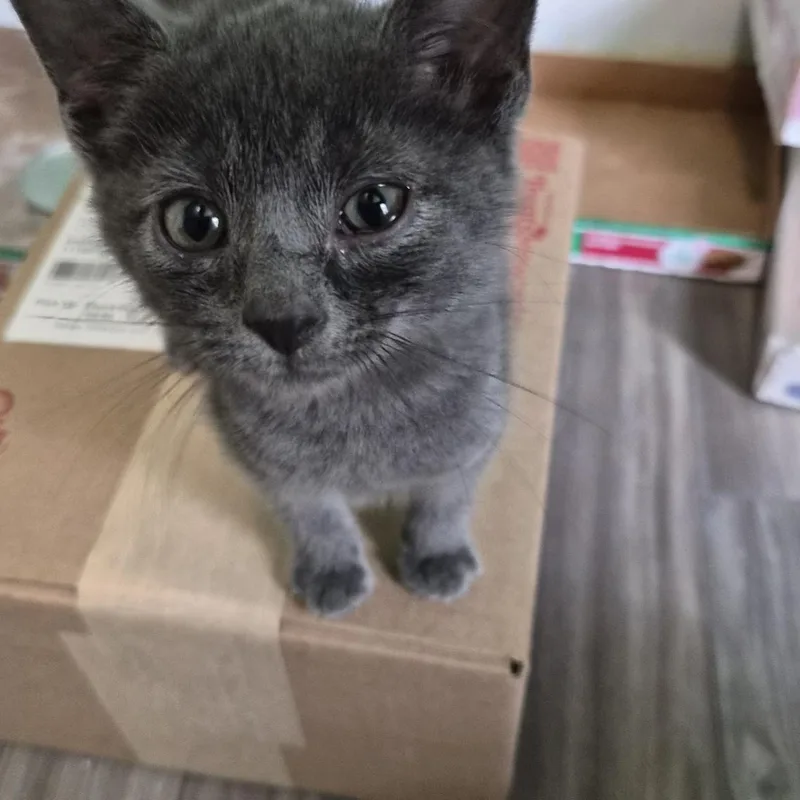 A young medium-sized male Gray / Blue / Silver Domestic Short Hair cat named Bacon for adoption in Baltimore, MD