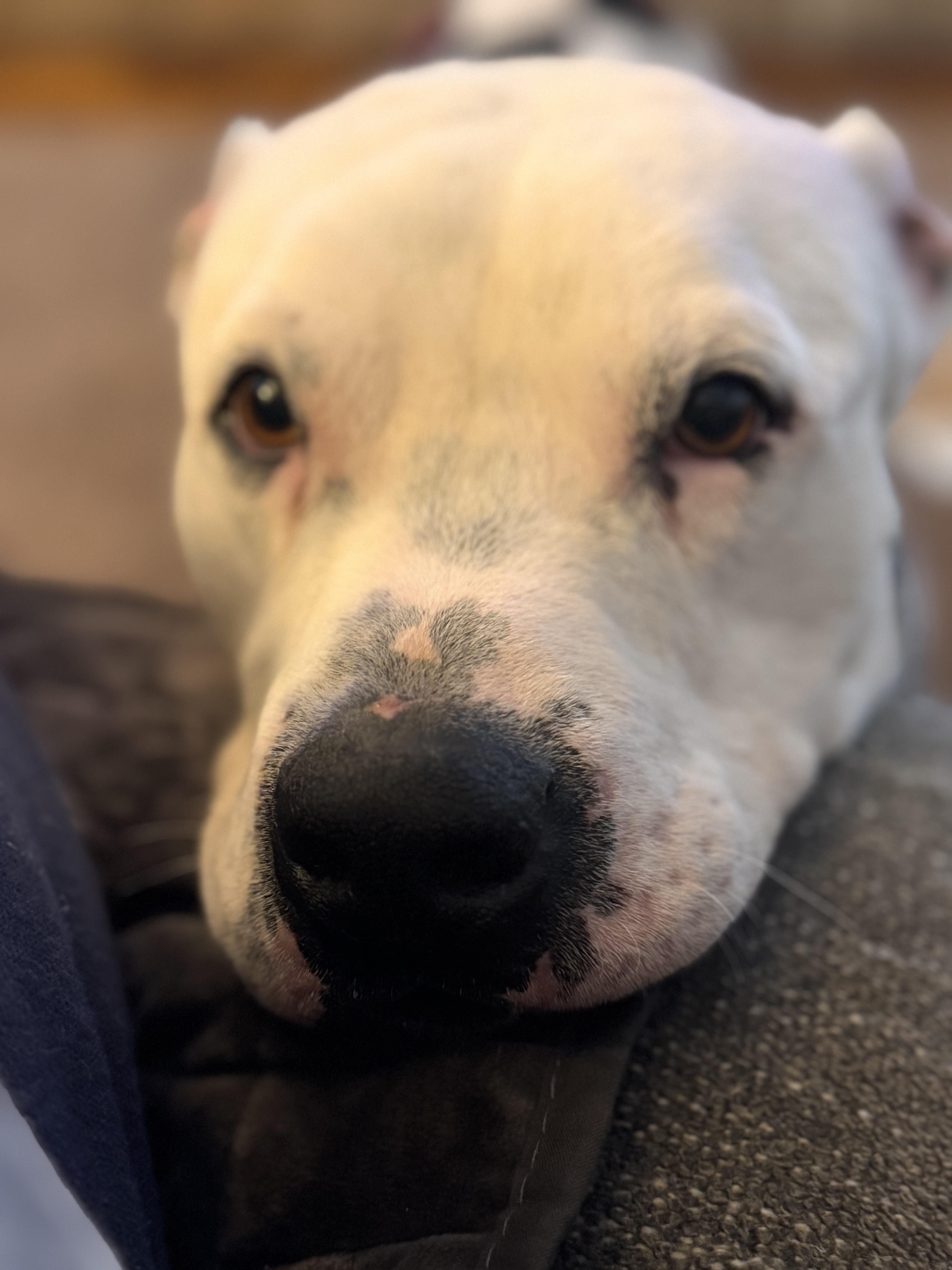 A young medium-sized male White / Cream American Bulldog dog named Alfie for adoption in Cordova, TN
